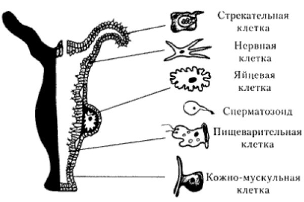 Какая ссылка у кракена