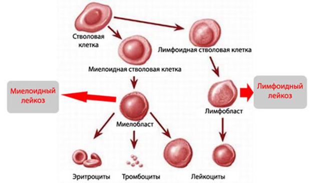 Даркнет заказ